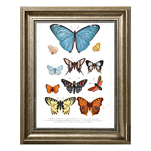 Постер Blue Butterfly