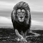 Книга Beusker. Look into my Eyes варинант исполнения - 7 | Loft Concept в Москве