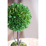 Декоративный искусственное растение Single boxwood варинант исполнения - 7 | Loft Concept в Москве