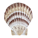 Фигурка из фарфора в виде ракушки морского гребешка Marine Tridacna варинант исполнения - 1 | Loft Concept в Москве