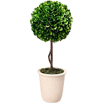 Декоративный искусственное растение Single boxwood варинант исполнения - 1 | Loft Concept в Москве