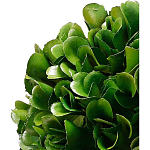 Декоративный искусственное растение Square boxwood варинант исполнения - 2 | Loft Concept в Москве