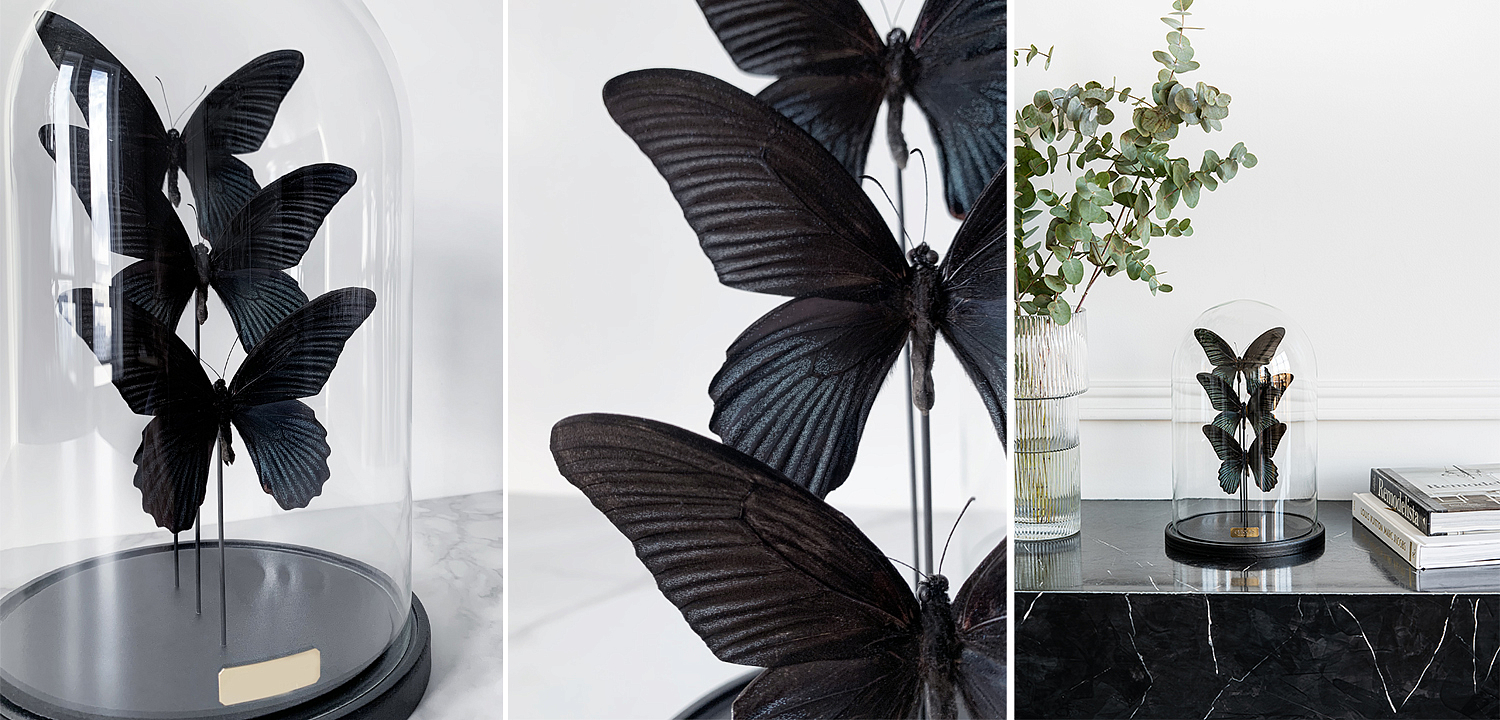 Статуэтка 3 Butterflies Papilio Memnon Glass Cloche Статуэтка 3 Butterflies Papilio Memnon Glass Cloche - Loft-Concept в Москве