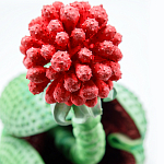 Дизайнерская статуэтка для интерьера Tropical Fruit Pandora 16 варинант исполнения - 1 | Loft Concept в Москве