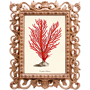 Постер Red Coral Poster 1