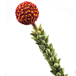 Статуэтка тропический фрукт  Tropical Fruit High Orange варинант исполнения - 2 | Loft Concept в Москве