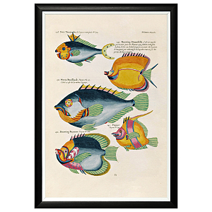 Постер в черной раме Fish Guide 20