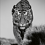 Книга Beusker. Look into my Eyes варинант исполнения - 6 | Loft Concept в Москве