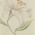 Обои ручная роспись Lilium Special Colourway on Ivory dyed silk варинант исполнения - 2 | Loft Concept в Москве