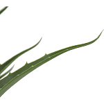 Декоративный искусственное растение Medium Aloe варинант исполнения - 2 | Loft Concept в Москве