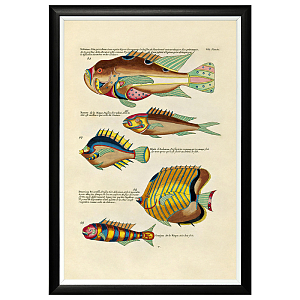 Постер в черной раме Fish Guide 13