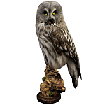 Чучело Совы таксидермия варинант исполнения - 1 | Loft Concept в Москве