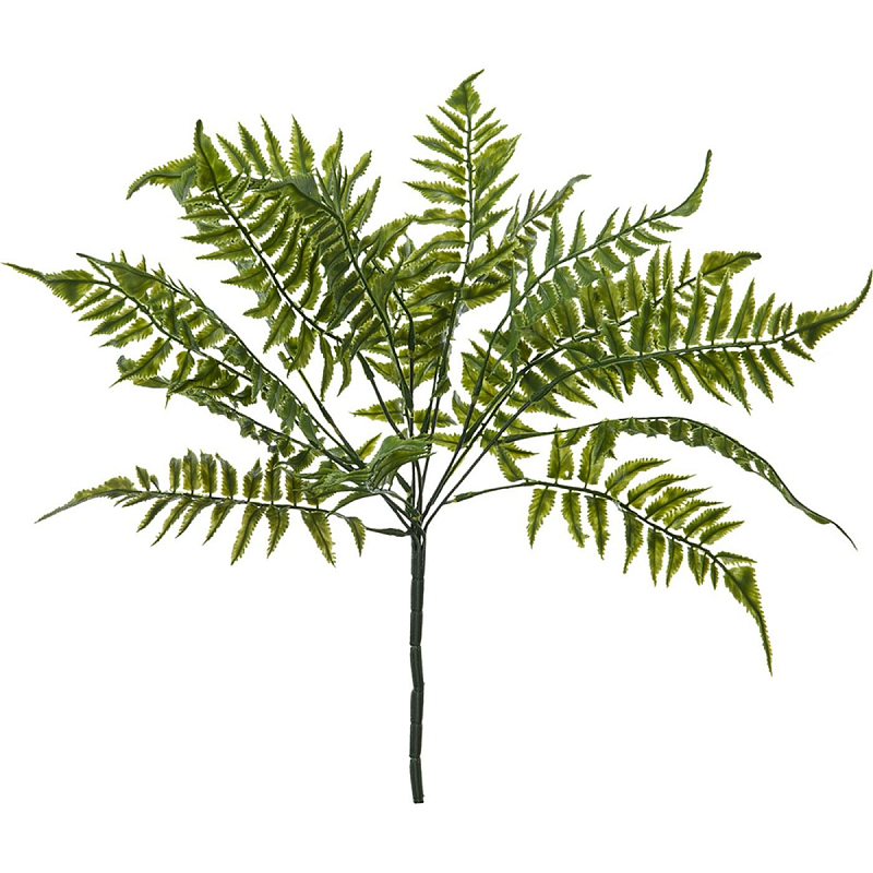    Broad-leaved fern    | Loft Concept 