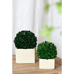 Декоративный искусственное растение Square boxwood варинант исполнения - 4 | Loft Concept в Москве