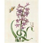 Книга цветов 22 постера Maria Sibylla Merian: 22 Pull-Out Posters варинант исполнения - 2 | Loft Concept в Москве