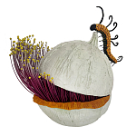 Статуэтка фантастический фрукт Exotic Tropical Fruit orange and white 67 варинант исполнения - 4 | Loft Concept в Москве