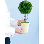 Декоративный искусственное растение Single boxwood варинант исполнения - 8 | Loft Concept в Москве