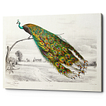 Постер на холсте с изображением павлина на ветке Majestic Peacock on a Tree Poster варинант исполнения - 1 | Loft Concept в Москве