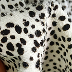 Мебельная ткань Искусственный мех  белый леопард 90 см T5-3 варинант исполнения - 3 | Loft Concept в Москве