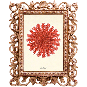Постер Red Sea Urchin