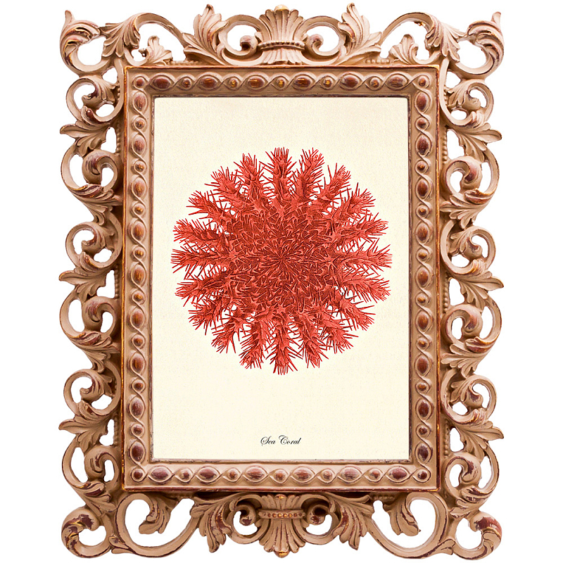  Red Sea Urchin     | Loft Concept 