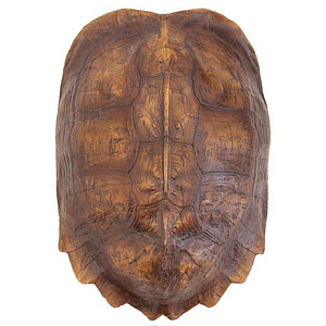 Аксессуар Turtle Shell Natural Light Brown