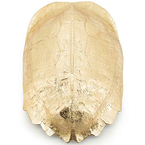 Аксессуар Turtle Shell Goldleaf
