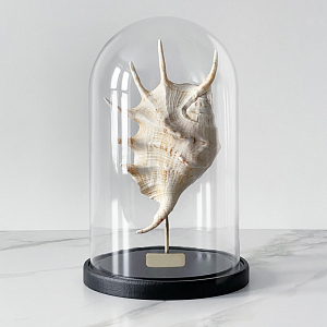 Статуэтка Lambis Glass Cloche