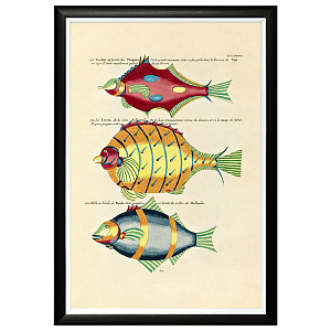 Постер в черной раме Fish Guide 26
