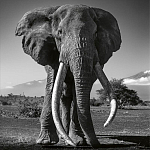 Книга Beusker. Look into my Eyes варинант исполнения - 5 | Loft Concept в Москве