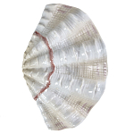 Фигурка из фарфора в виде одной створки ракушки Marine Tridacna варинант исполнения - 1 | Loft Concept в Москве