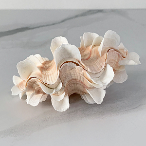 Статуэтка Tridacna Shell XS