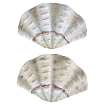 Фигурка из фарфора в виде одной створки ракушки Marine Tridacna варинант исполнения - 2 | Loft Concept в Москве