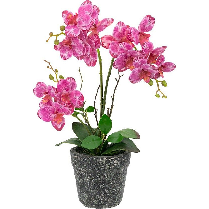    Pink orchid      | Loft Concept 